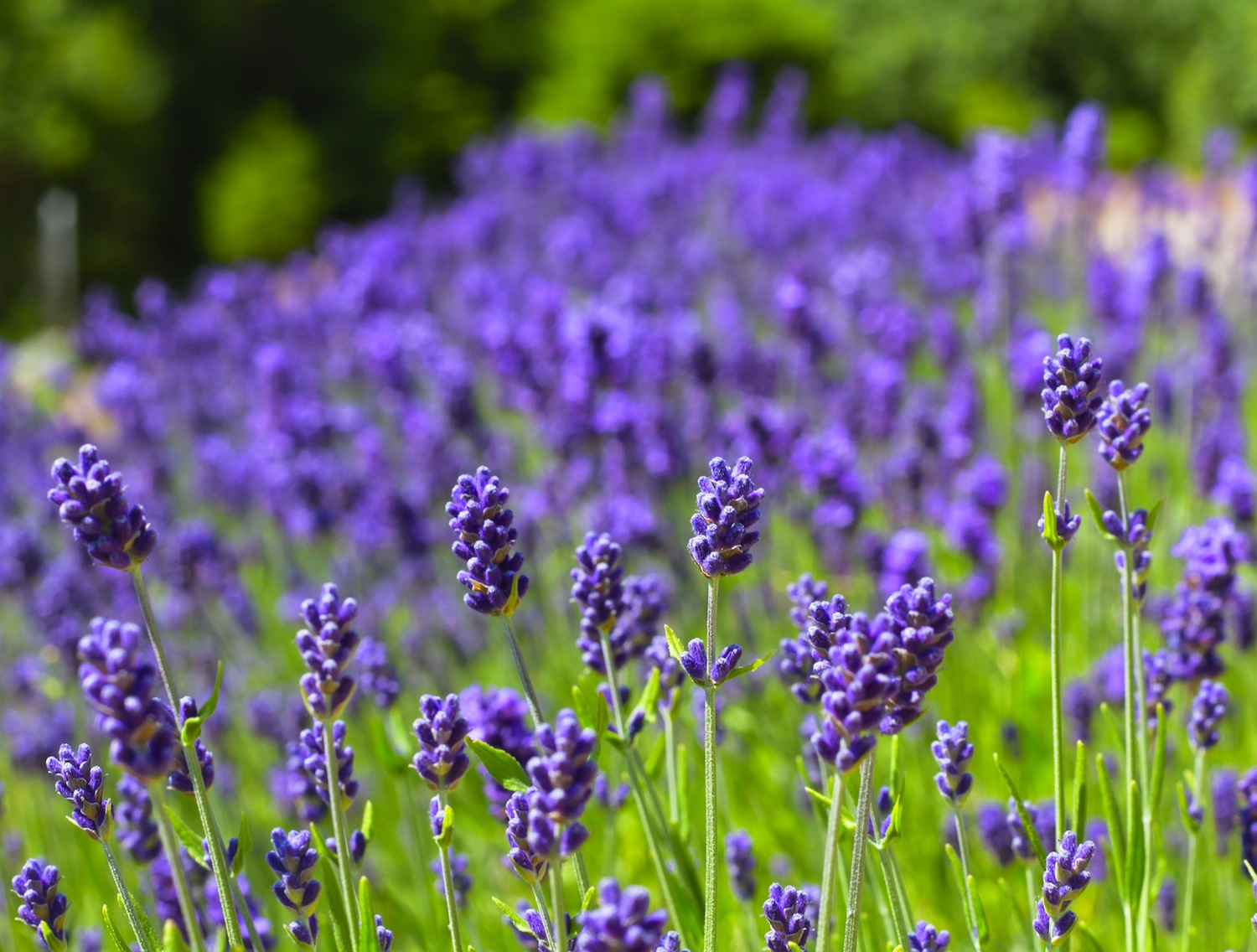 Lavenderherbs